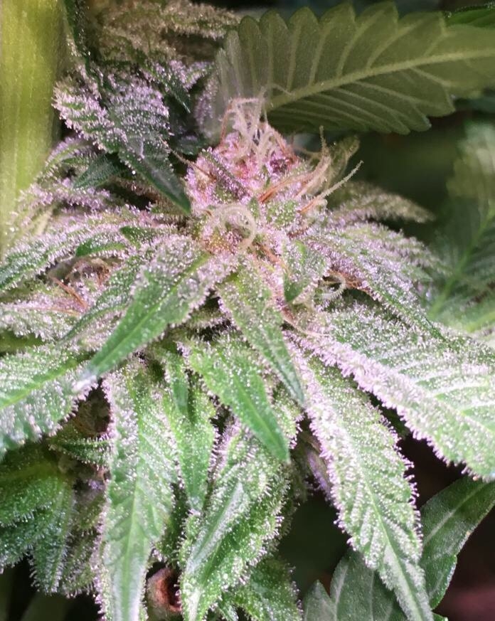 Bubba Kush x PCK von ACE Seeds