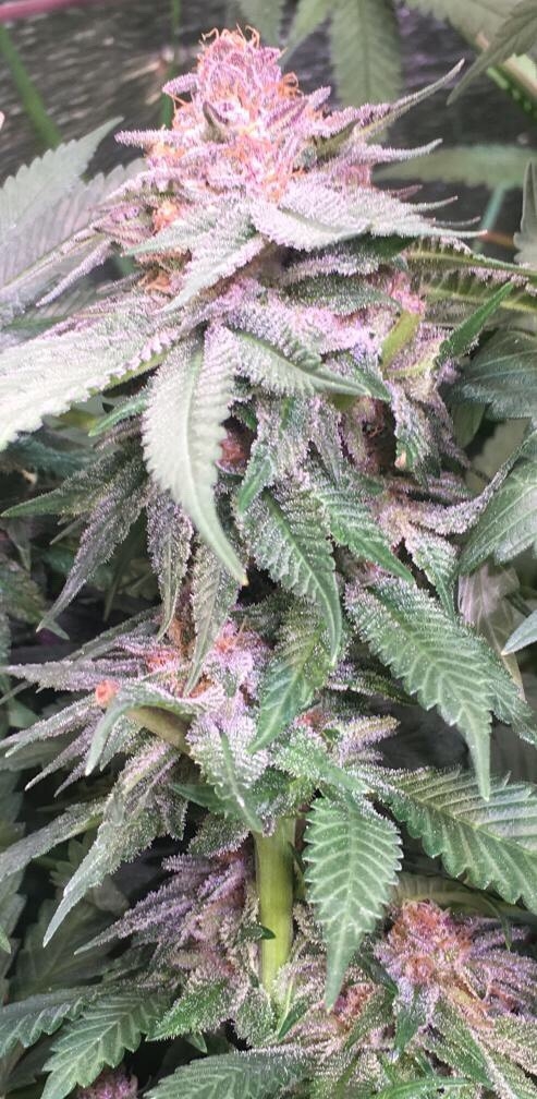 Bubba Kush x PCK von ACE Seeds