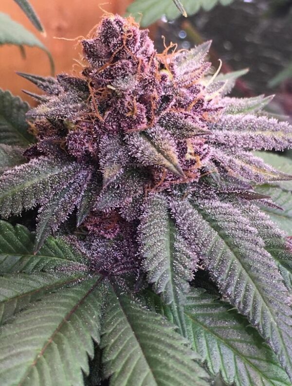 Bubba Kush x PCK von ACE Seeds