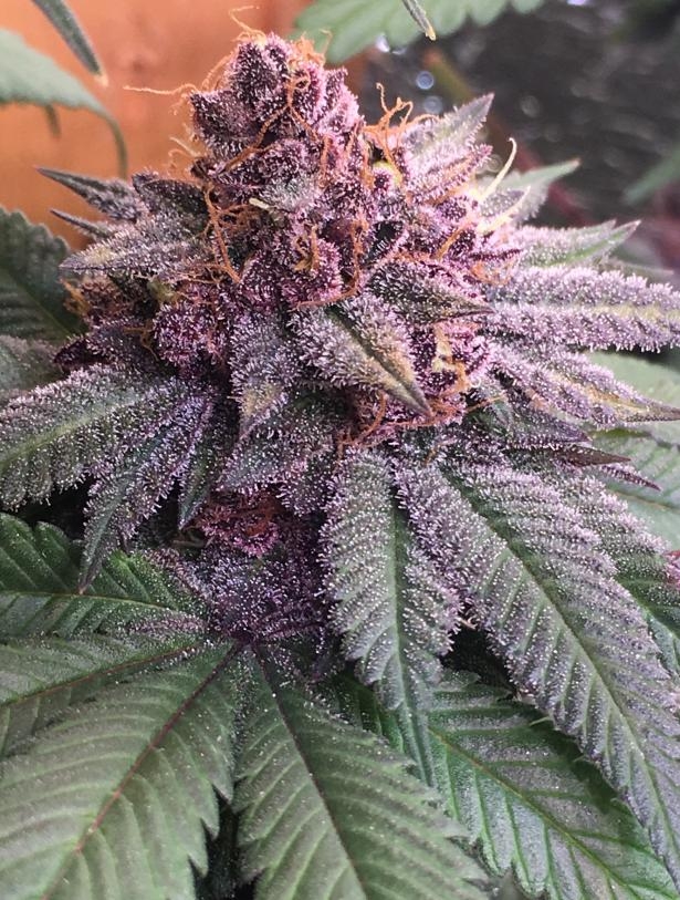 Bubba Kush x PCK von ACE Seeds