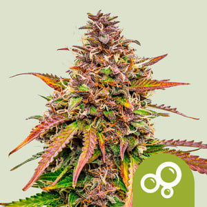 Bubble Kush Auto von Royal Queen Seeds