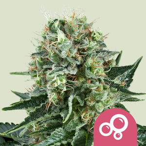 Bubble Kush von Royal Queen Seeds