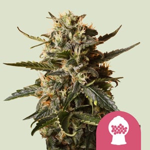 Bubblegum XL von Royal Queen Seeds