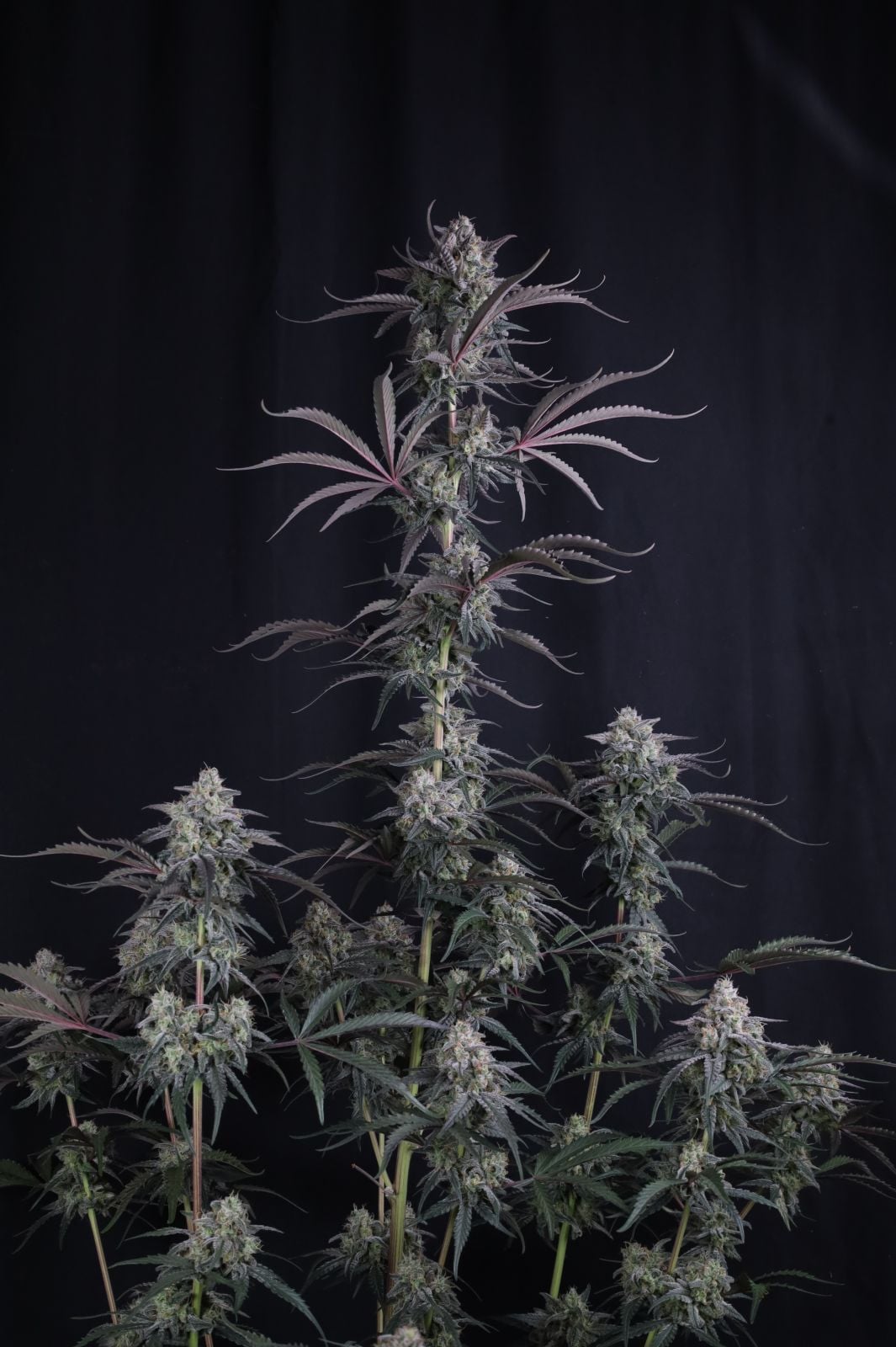 Pineapple OG Auto von Fast Buds