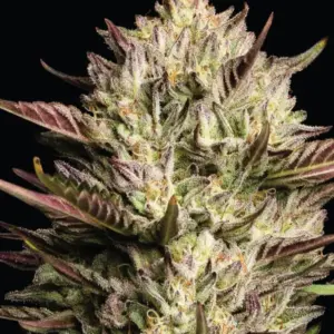 California Octane Triploid von Humboldt Seed Company