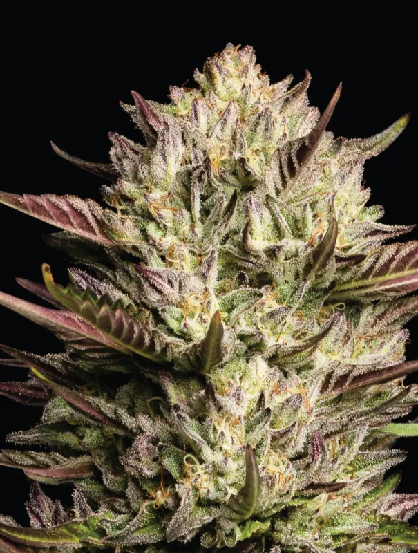California Octane Triploid von Humboldt Seed Company