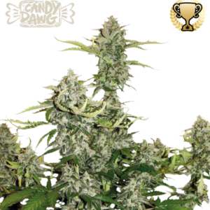 Candy Dawg Auto von Seedstockers