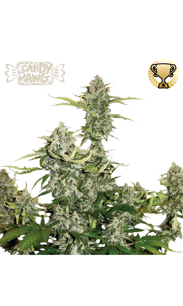 Candy Dawg Auto von Seedstockers