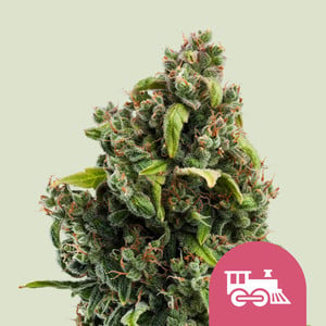 Candy Kush Express (Fast Flowering) von Royal Queen Seeds
