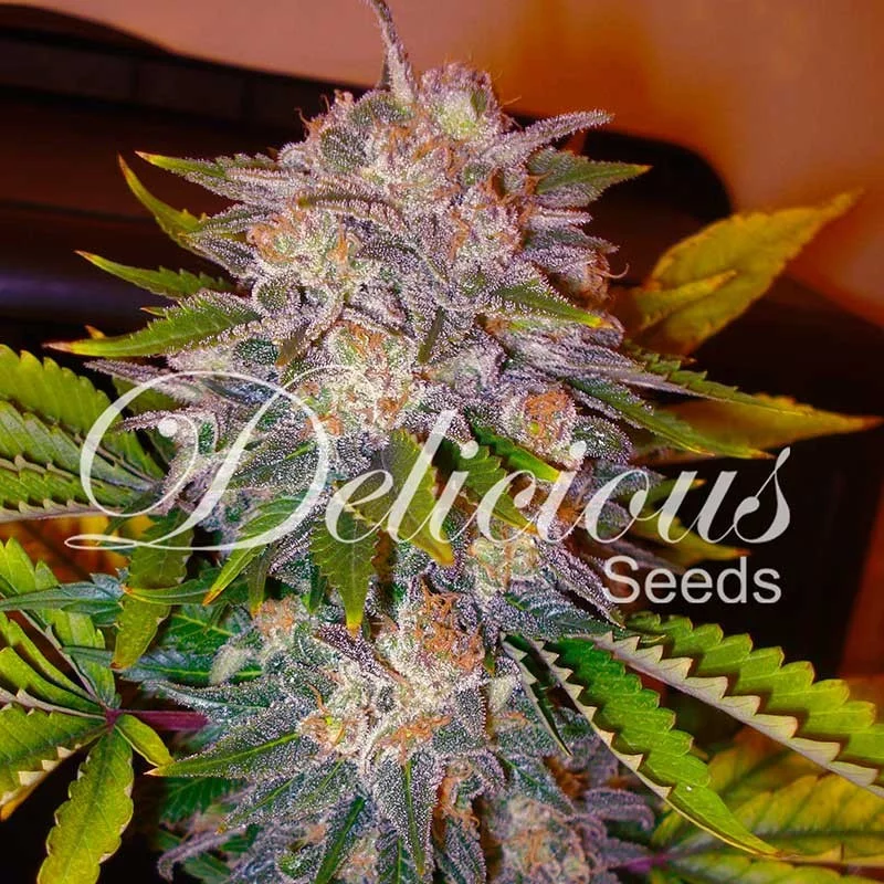 Caramelo von Delicious Seeds