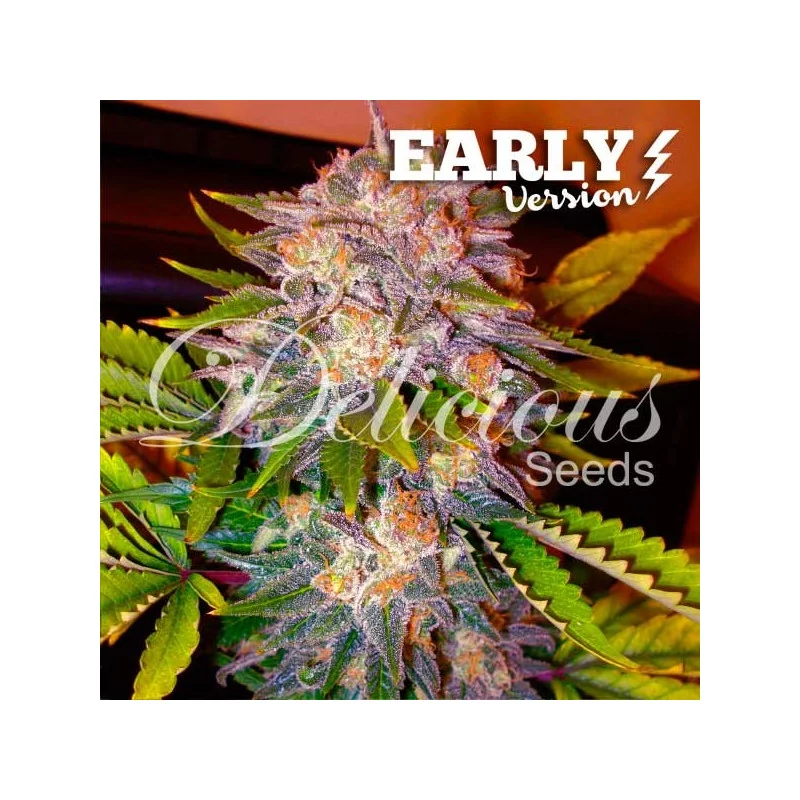 Caramelo Early Version von Delicious Seeds