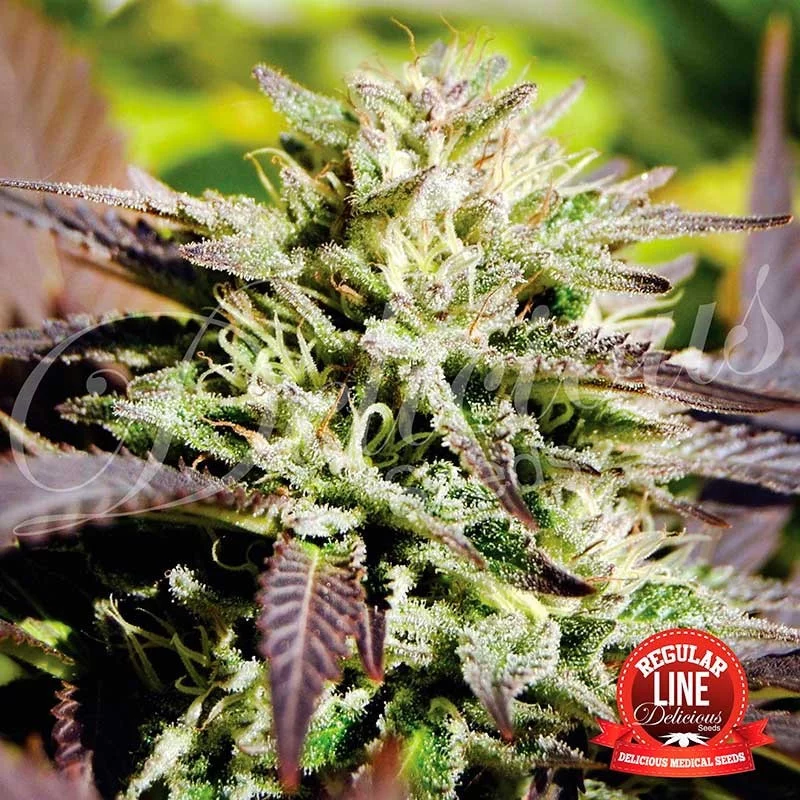 Caramelo Regular von Delicious Seeds
