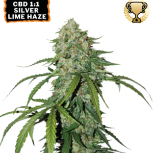 CBD 1