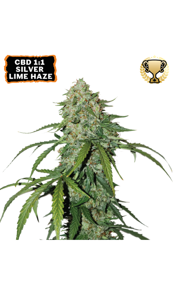 CBD 1