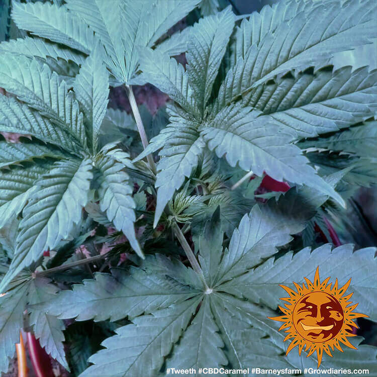 CBD Caramel Barney’s Farm