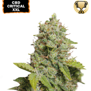 CBD Critical XXL Auto von Seedstockers