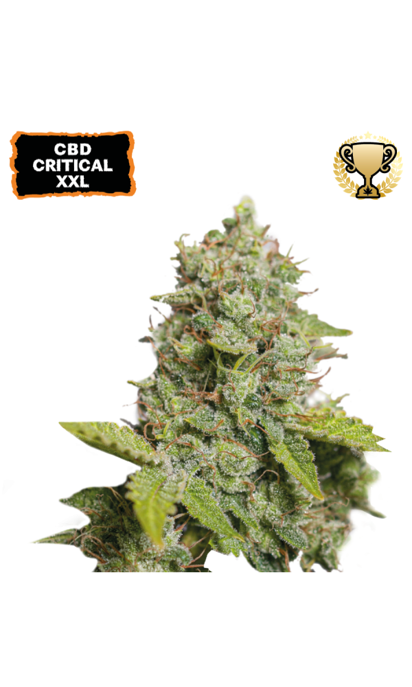 CBD Critical XXL Auto von Seedstockers