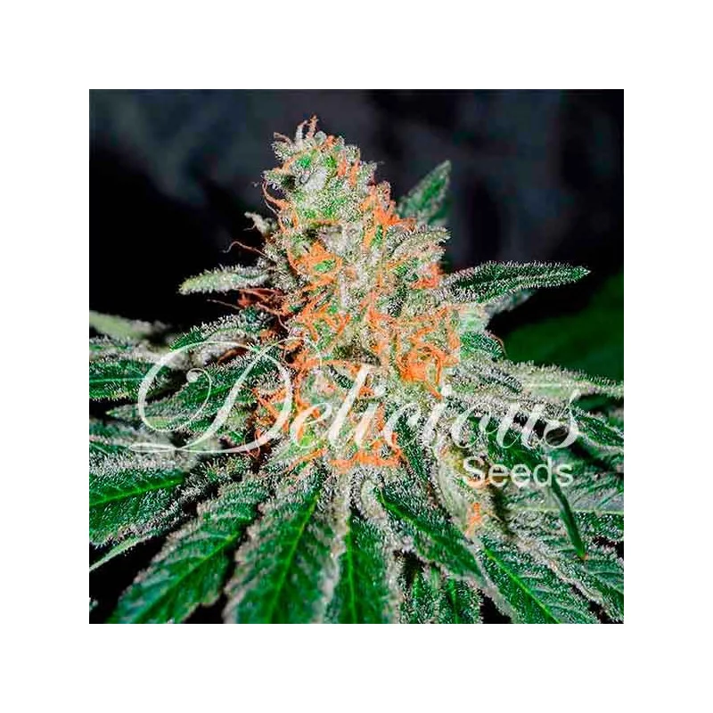 CBD Jam von Delicious Seeds