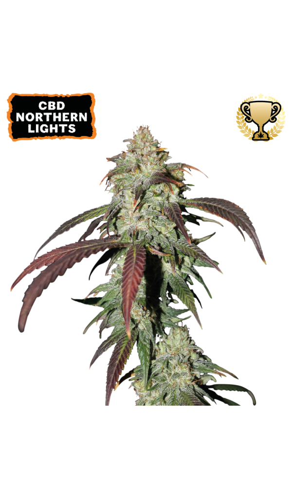 CBD Northern Lights von Seedstockers