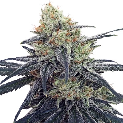 CBD #1 von ACE Seeds