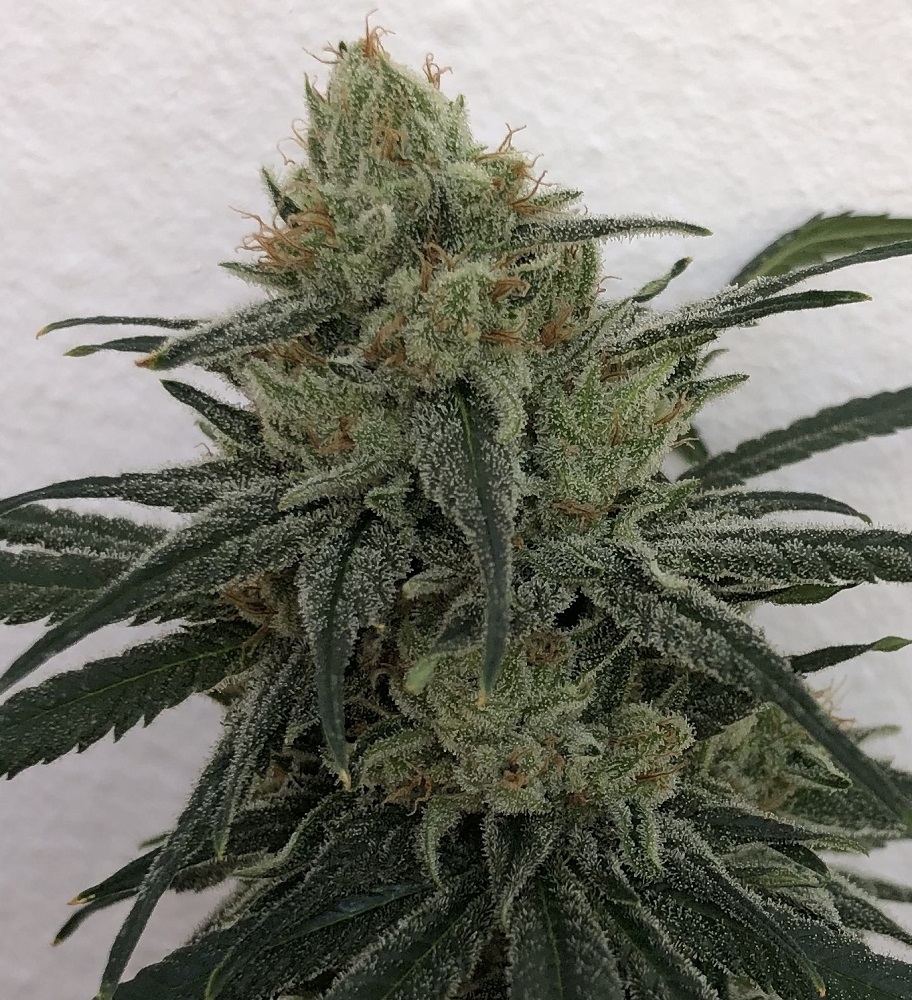 CBD #1 von ACE Seeds
