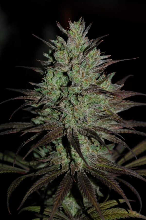 CBD #1 von ACE Seeds