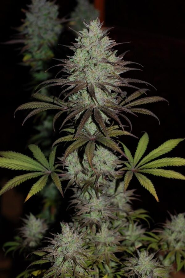CBD #1 von ACE Seeds