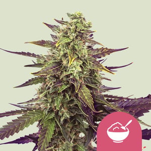 Cereal Milk von Royal Queen Seeds