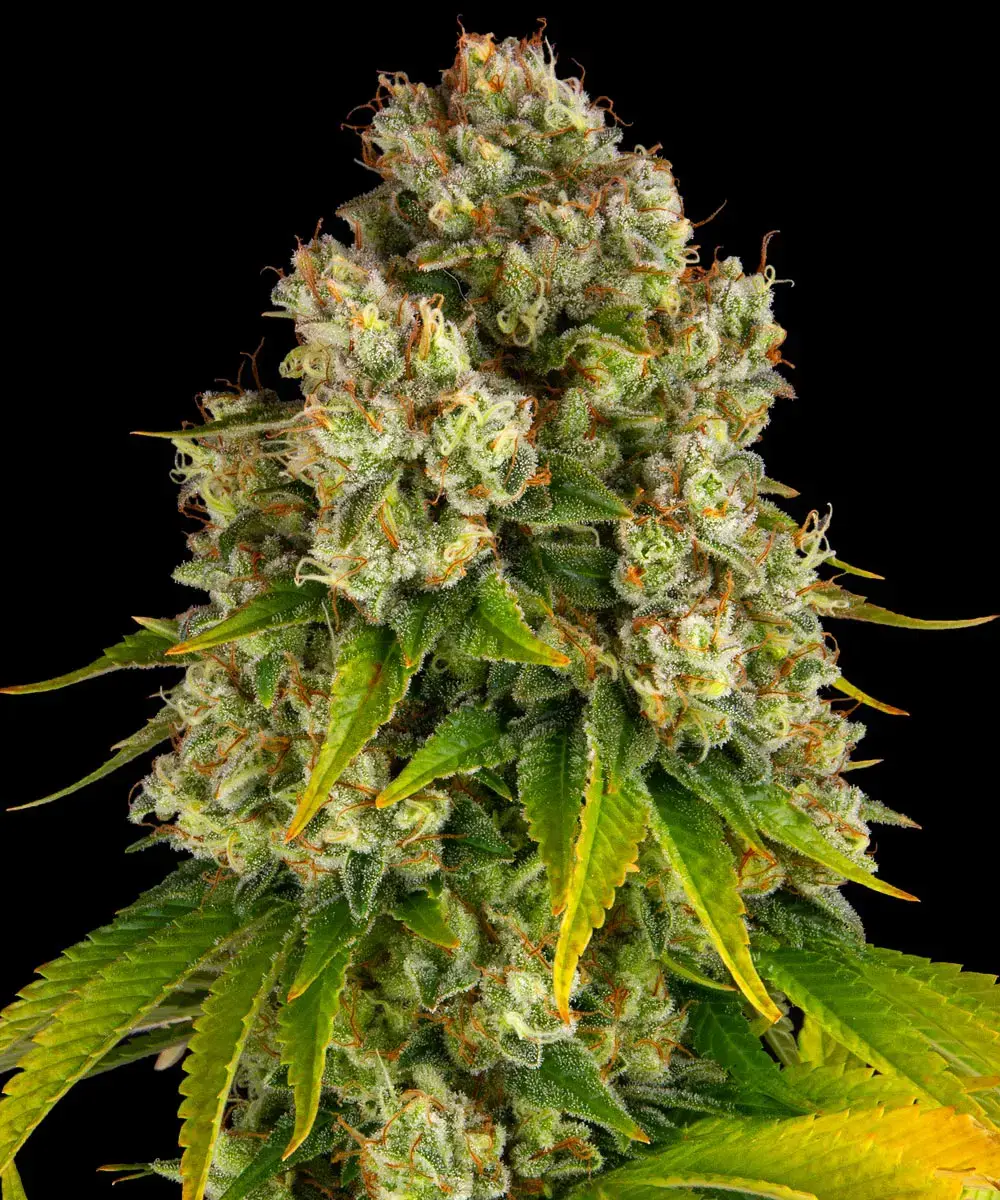 Cheese Auto Barney’s Farm