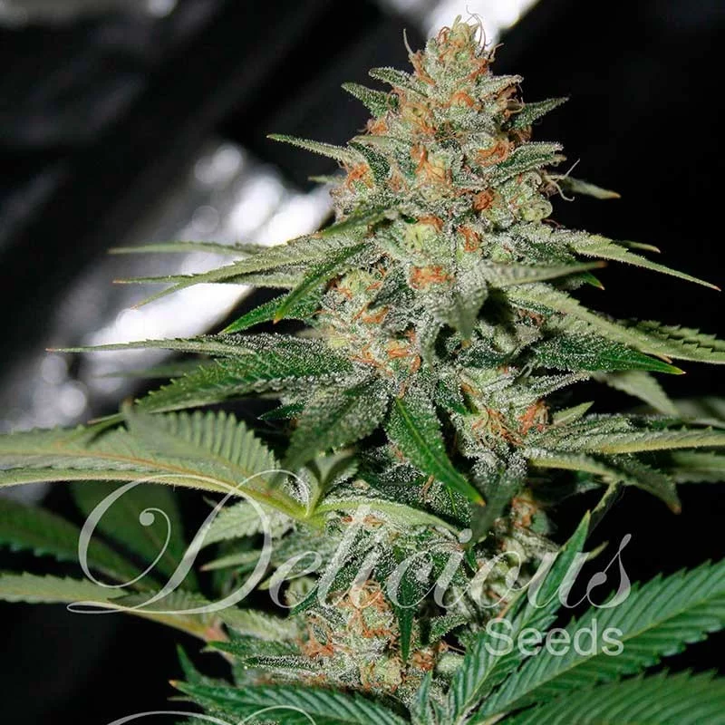 Delicious Candy von Delicious Seeds