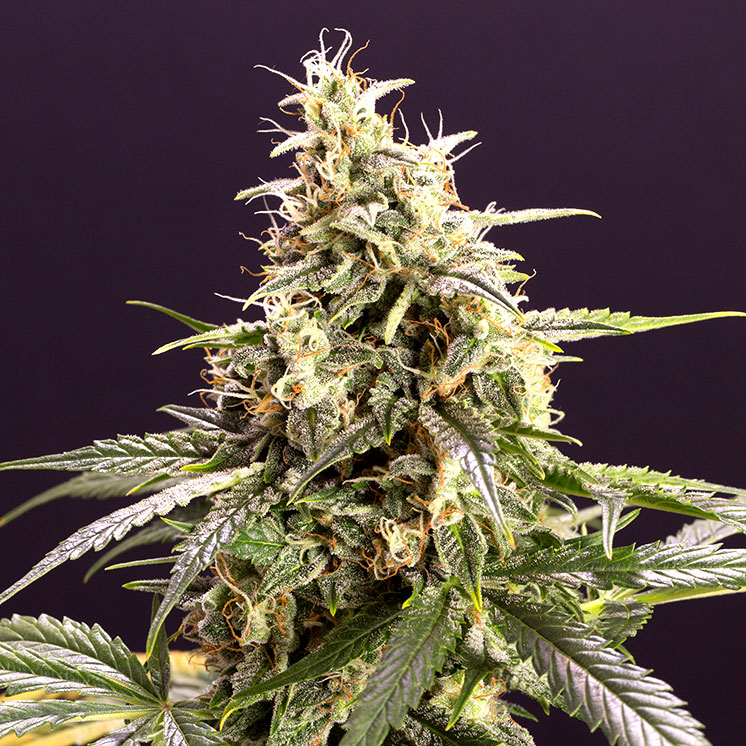 Chem-Bomb Auto von Humboldt Seed Organisation