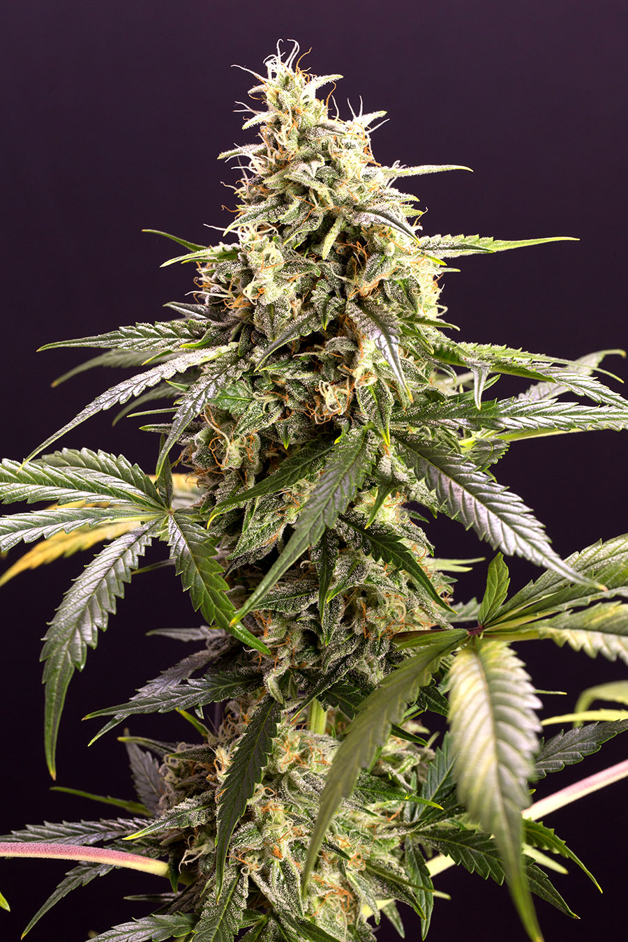 Chem-Bomb Auto von Humboldt Seed Organisation