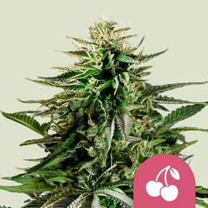 Cherry Pie von Royal Queen Seeds