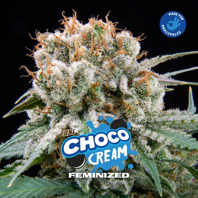 Choco Cream BSF Seeds