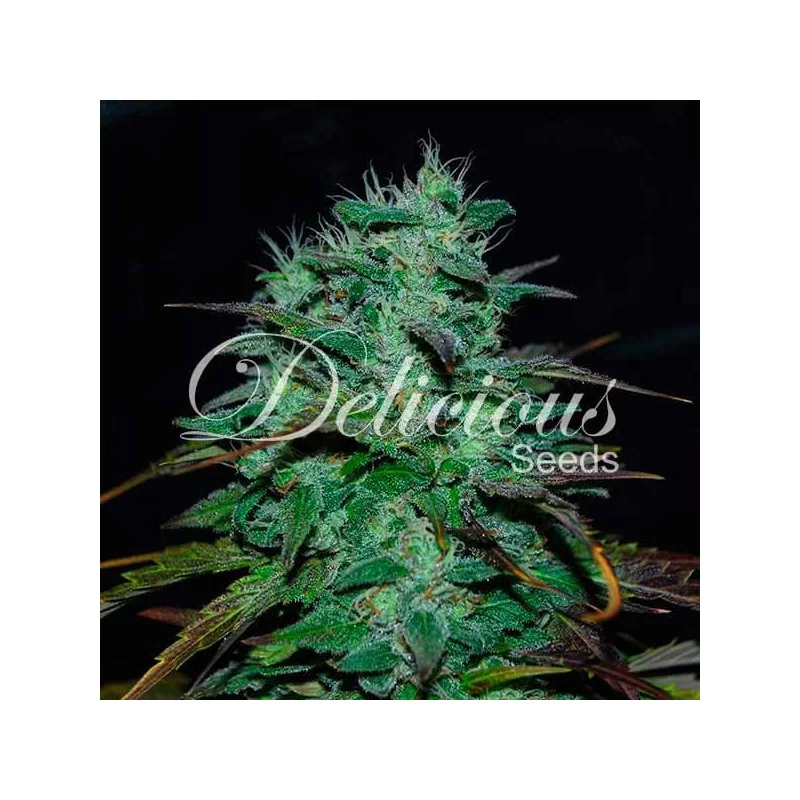 Chocobang 10 St. Delicious Seeds