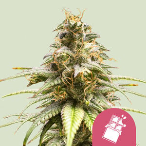 Chocolate Haze von Royal Queen Seeds