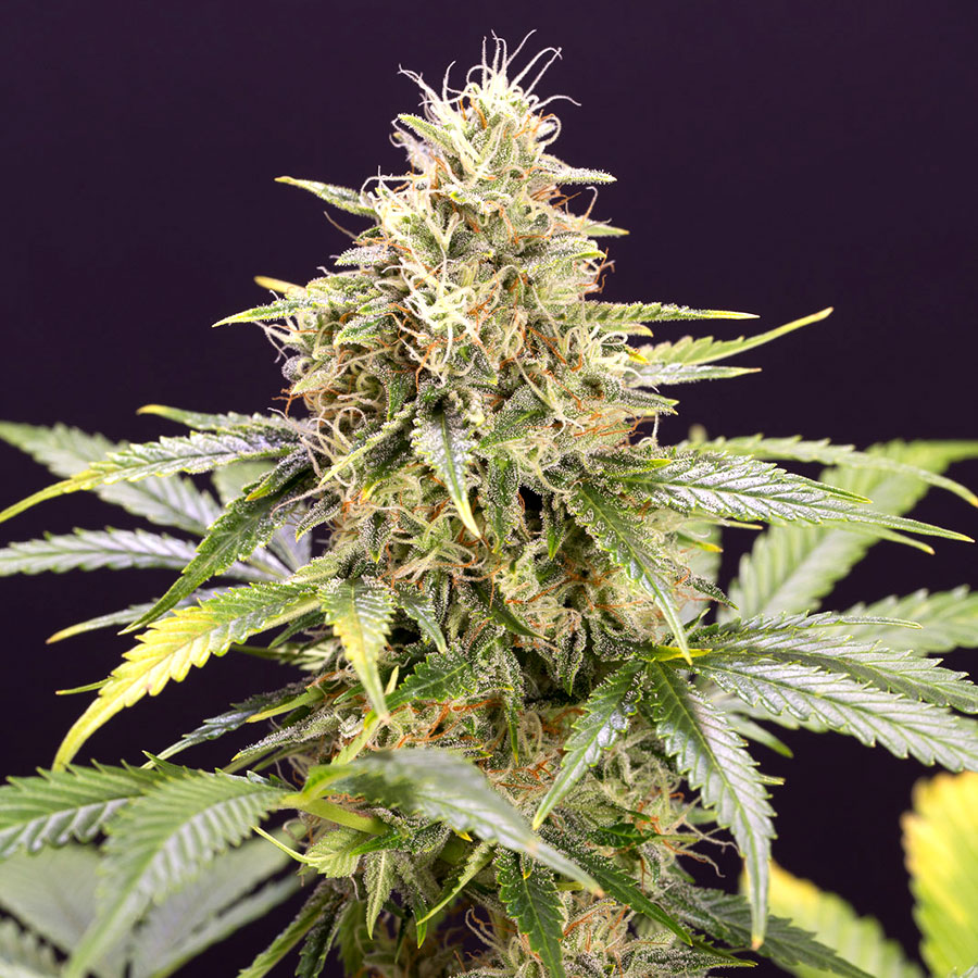 Chocolate Mint OG Auto von Humboldt Seed Organisation