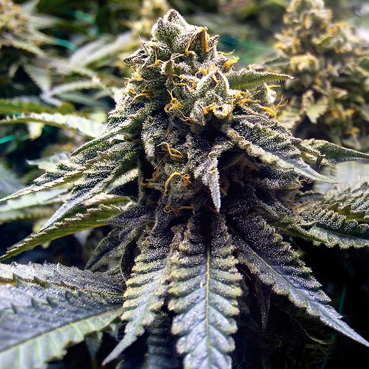 Chocolate Mint OG von Humboldt Seed Organisation