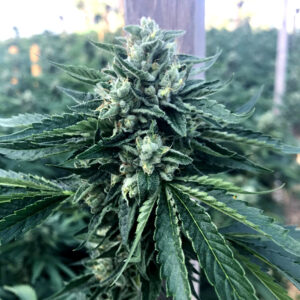 Cinnamon Buddha OG von Humboldt Seed Organisation