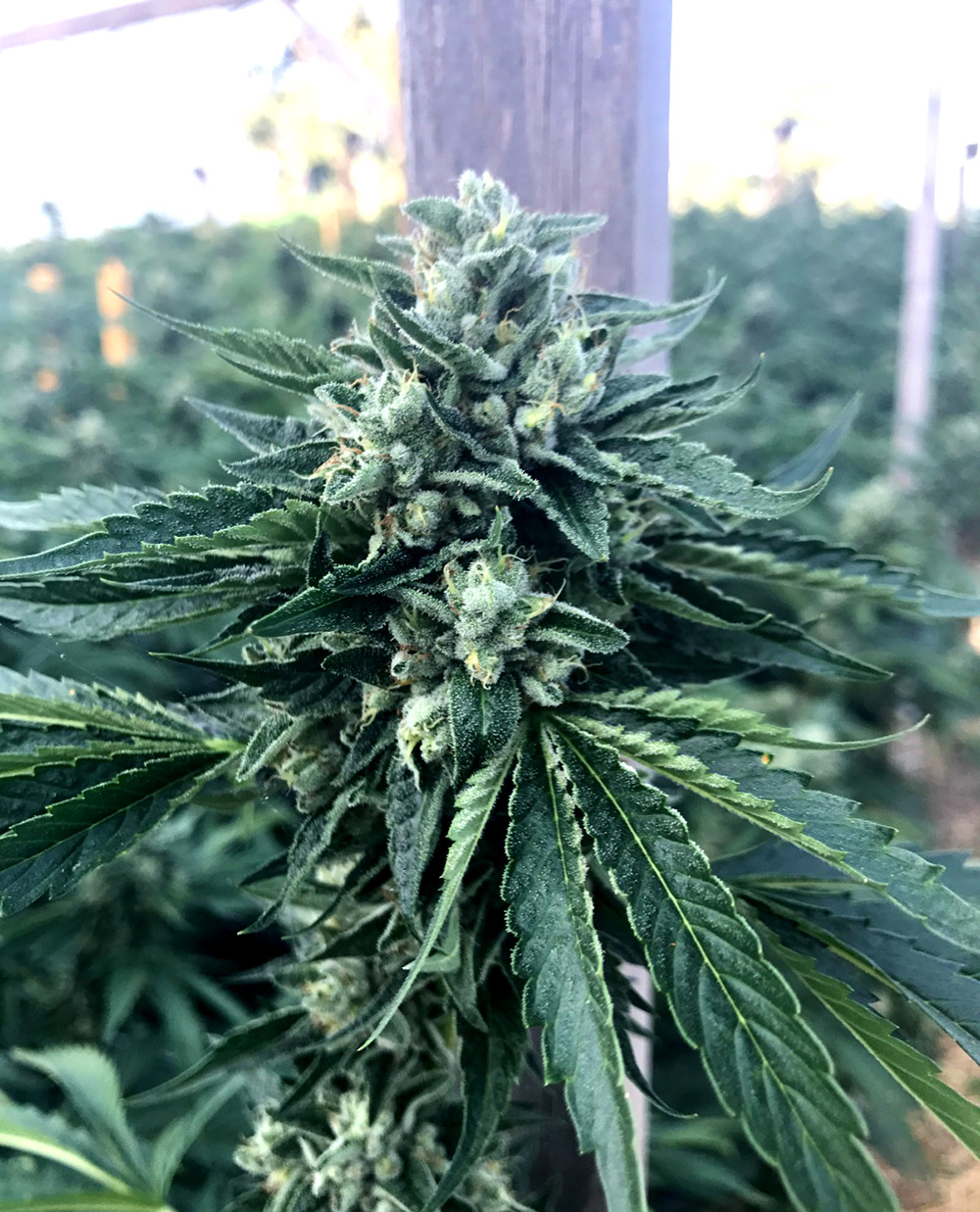 Cinnamon Buddha OG von Humboldt Seed Organisation