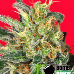 Cluster Bomb von Bomb Seeds