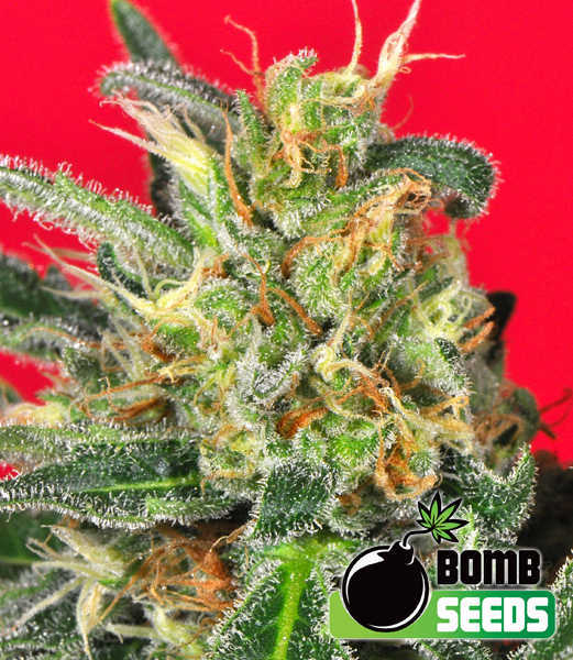 Cluster Bomb von Bomb Seeds