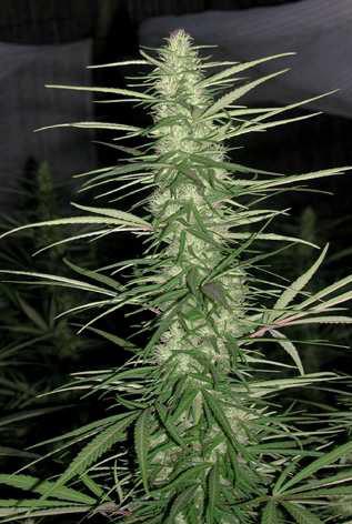 Congo von ACE Seeds