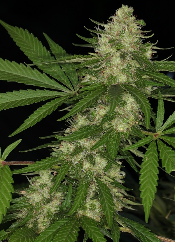 Congo von ACE Seeds