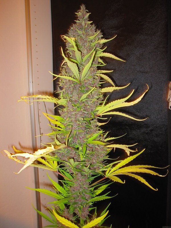 Congo von ACE Seeds