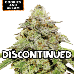 Cookies & Cream Auto von Seedstockers