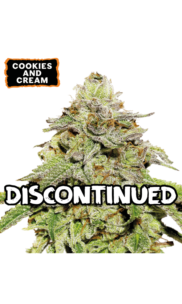 Cookies & Cream Auto von Seedstockers
