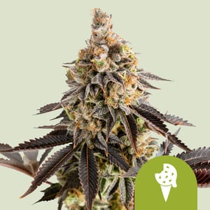 Cookies Gelato Auto von Royal Queen Seeds