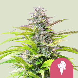 Cookies Gelato 1 St. Royal Queen Seeds