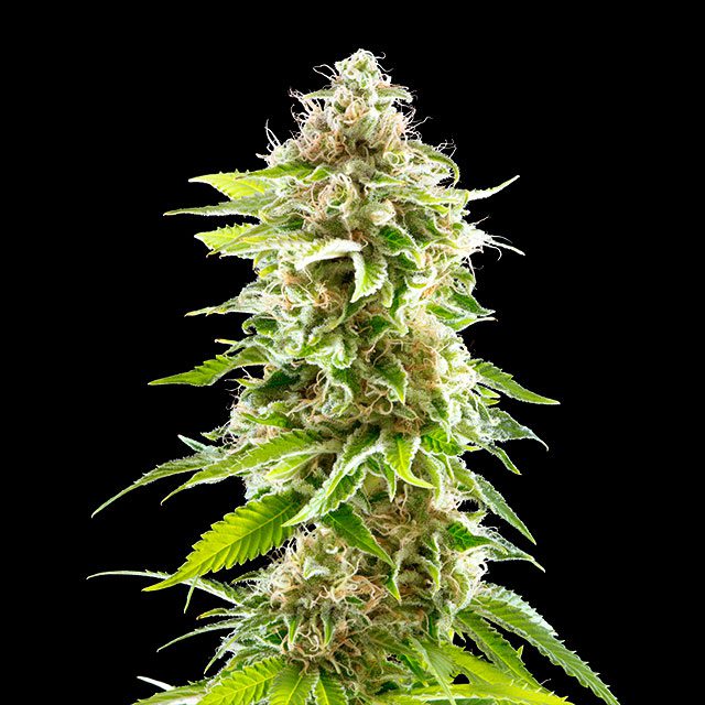 Cookies Haze von Kannabia Seed Company